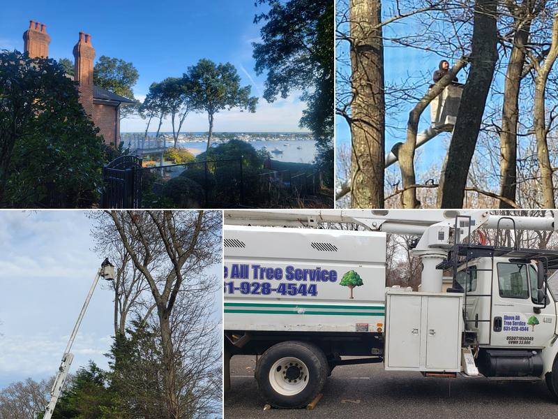 Above All Tree Service