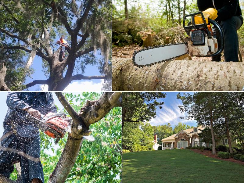 Kane Tree Service Aurora