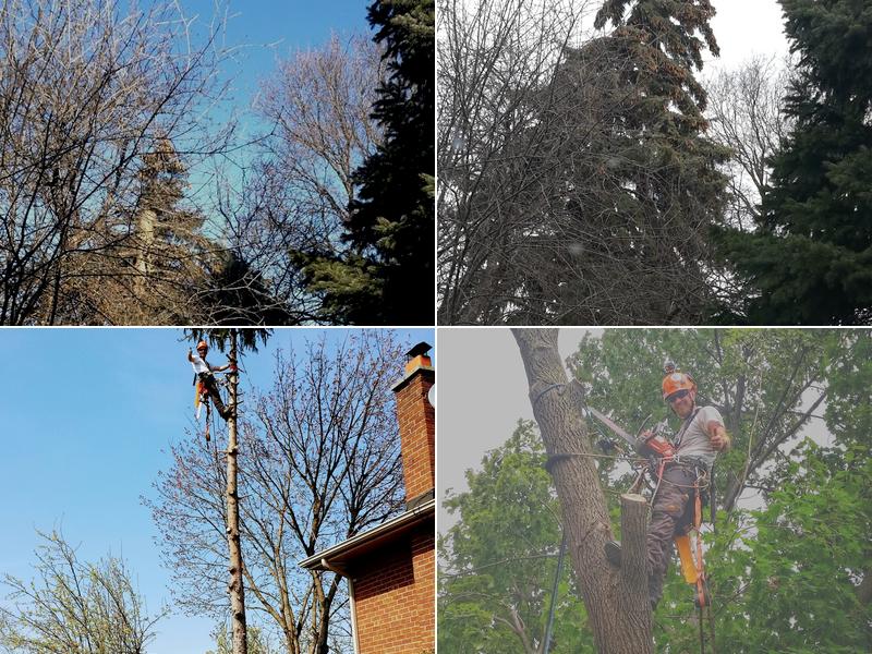 Majestic Maple Tree Service & Property Maintenance Ltd.