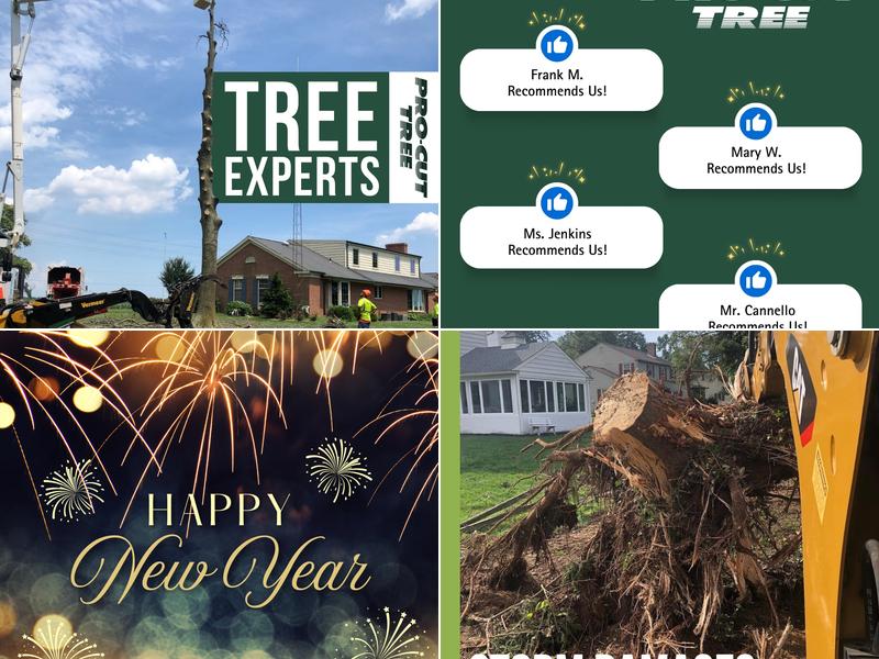 Procut tree service in Brampton Ltd