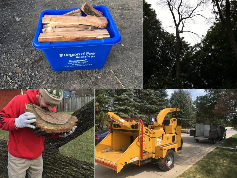Marchuk Contracting Tree Service