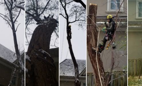 Toronto Tree Guys
