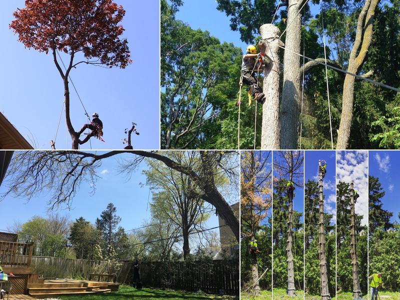 Harmony Tree Service