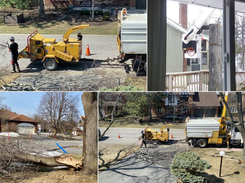 Stittsville Tree Service