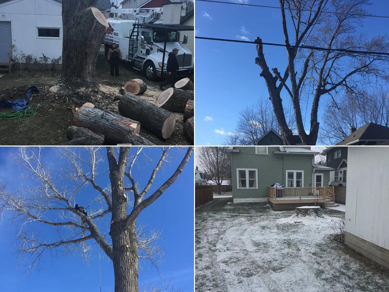 Total Tree Care
