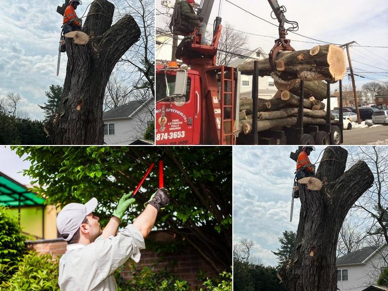 Woodpecker Tree Service