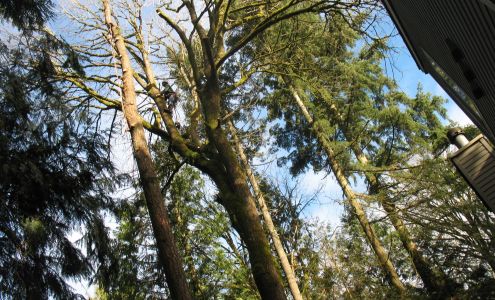 C's Tree Service North Marysville Washington 