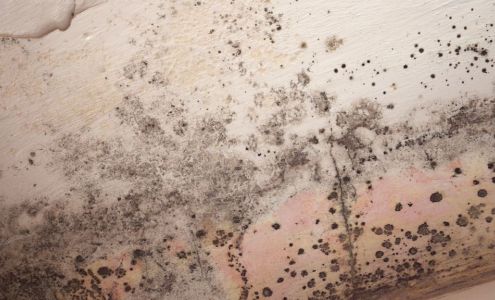 Expert Dry Ease Texas | Mold Removal Mesquite