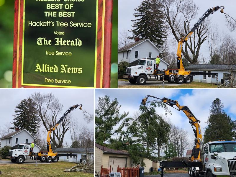 Hackett's Tree Service