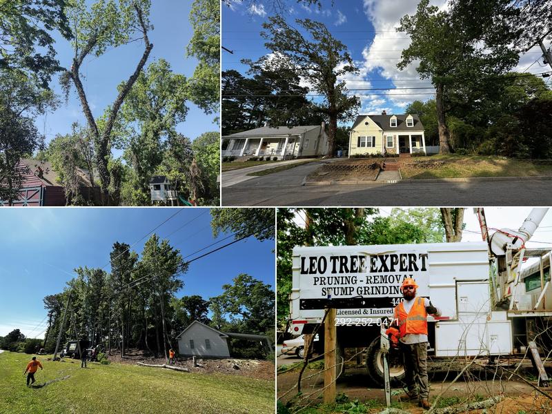 Leo Tree Experts