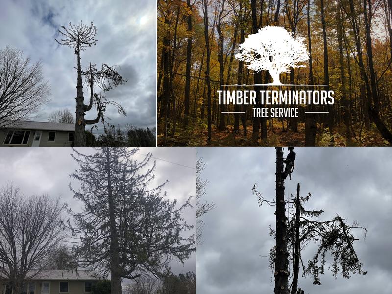 Timber Terminators Tree Service