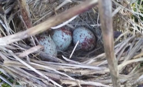 Moon Nurseries Warwick