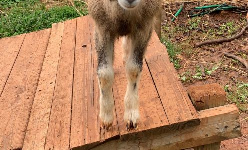 Caromont Farm Esmont