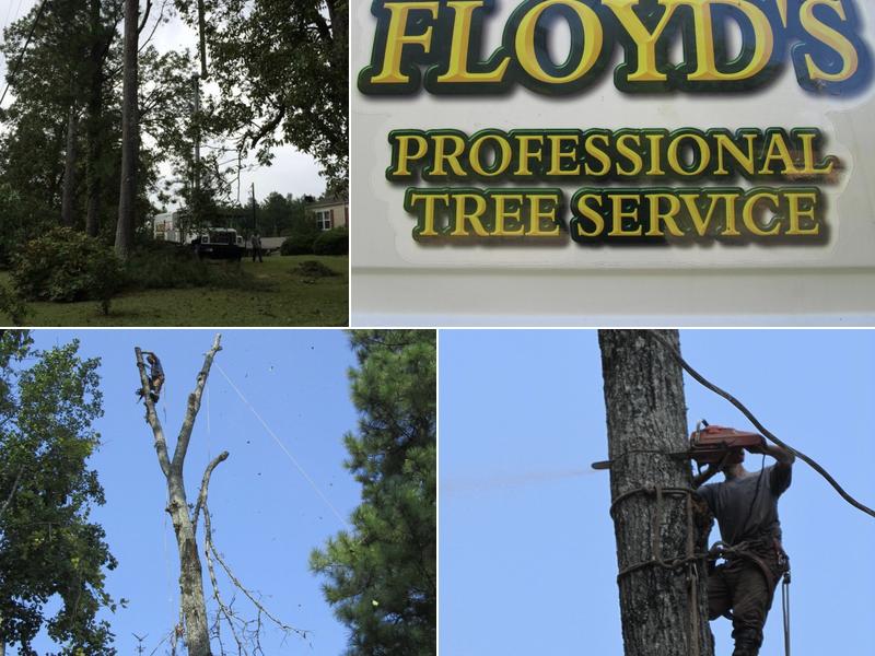 Floyd's Professional Tree Service LLC