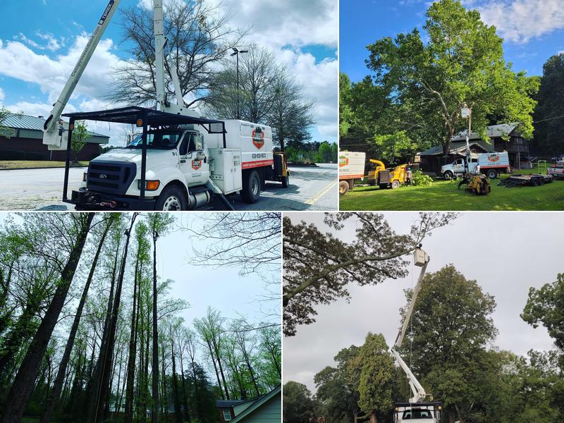 Canopy Tree and Land Company LLC