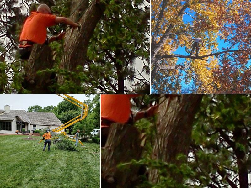 Marcs tree and landscape