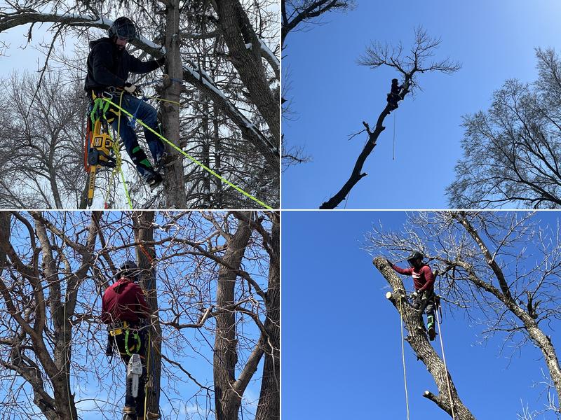 712 Tree Services