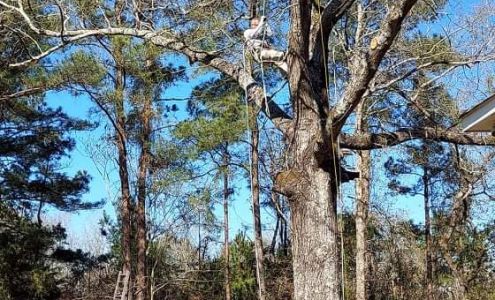 Legacy Tree Services LLC 285 Co Rd 241, Ariton Alabama 36311