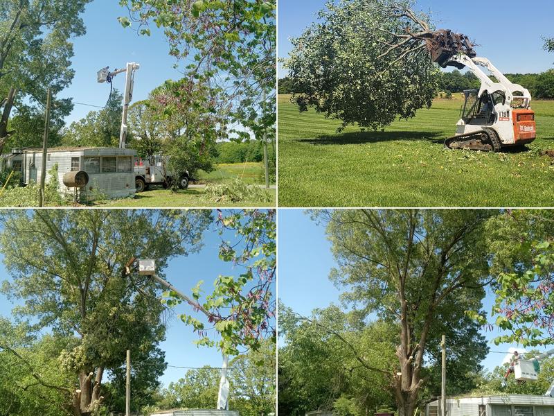 Just-In Time Tree Service