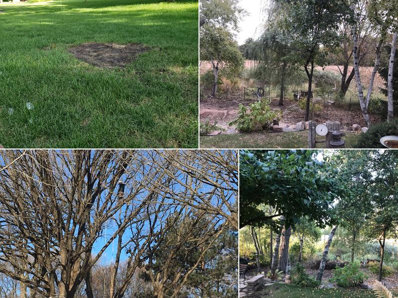 North Central Tree Service