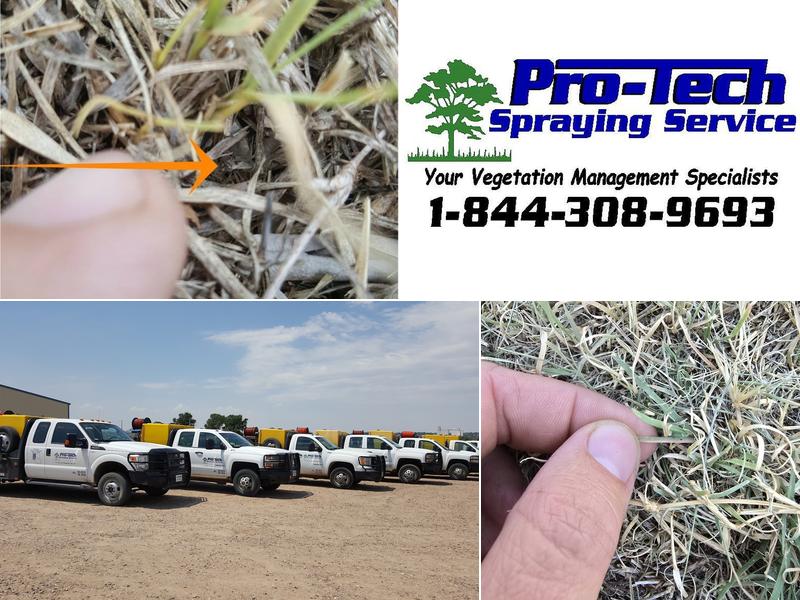Pro-Tech Spraying Service