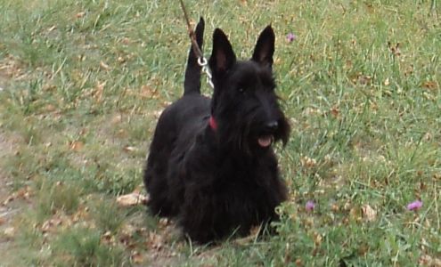 Schulte Scottish Terriers Eva