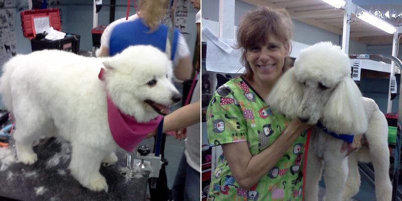 Pampered Puppies Salon