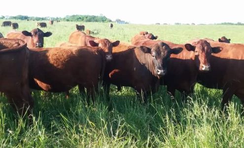 Vitality Pastures Bridgeton