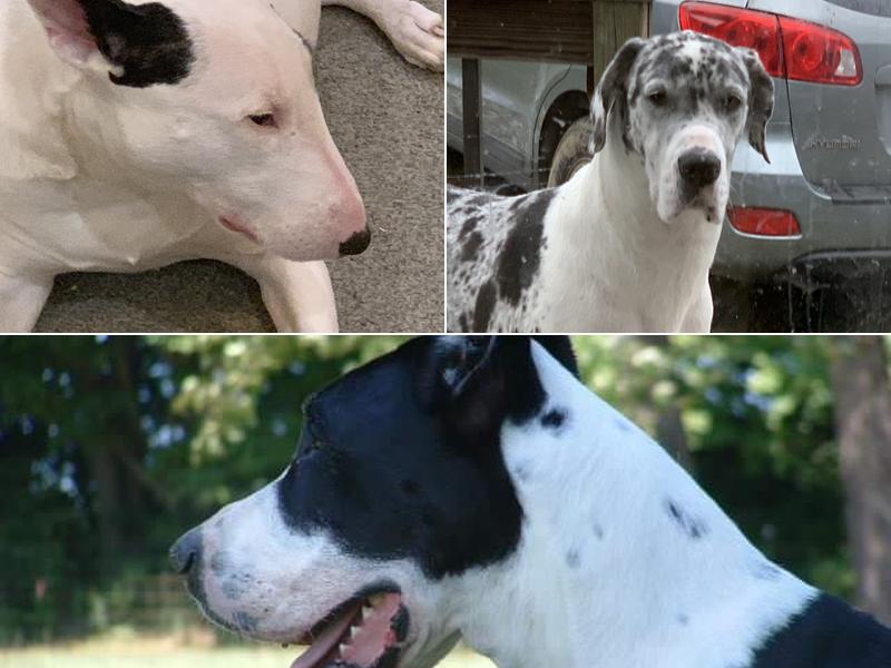 PuppyTrails DayCare & Over-Nite Spa