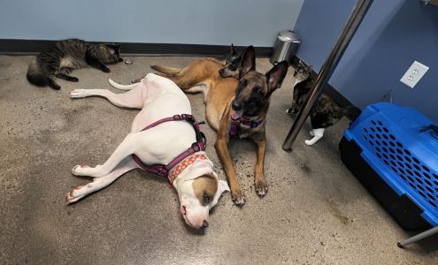 PetWellClinic - Randolph Street