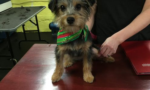 Schoolhouse Dog Grooming 2513 Dugway Rd, New Woodstock New York 13122