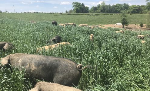 Hog Haven Farm Columbia