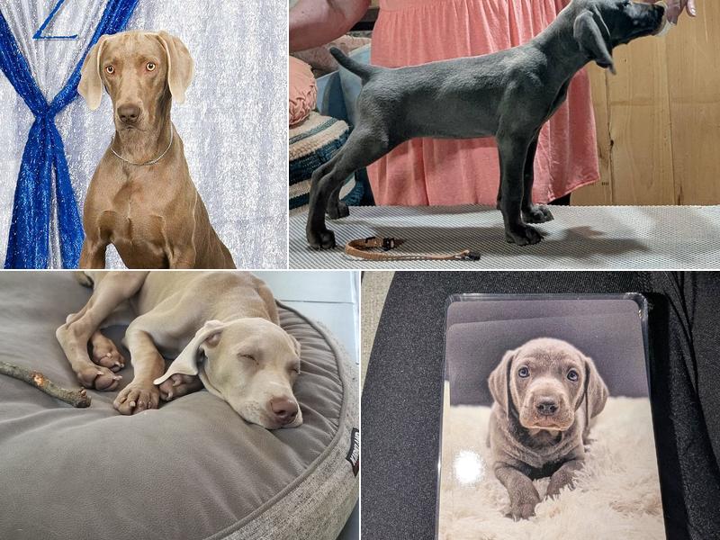Drehbar Weimaraners & GSP's