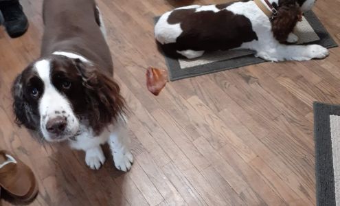 Happy Tails & Pet Grooming 336 Chestnut St, Reed City Michigan 49677