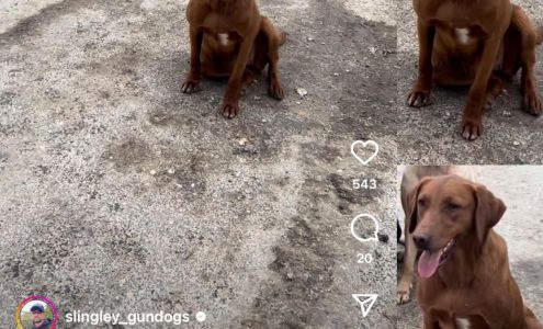 Delta Duck Kennels Mount Hermon