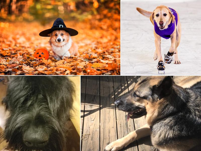 The Spa at Park Center Kennels