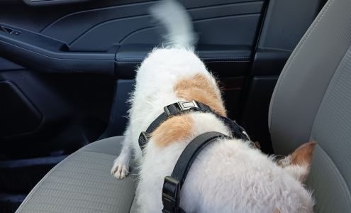 Day's Pet Grooming