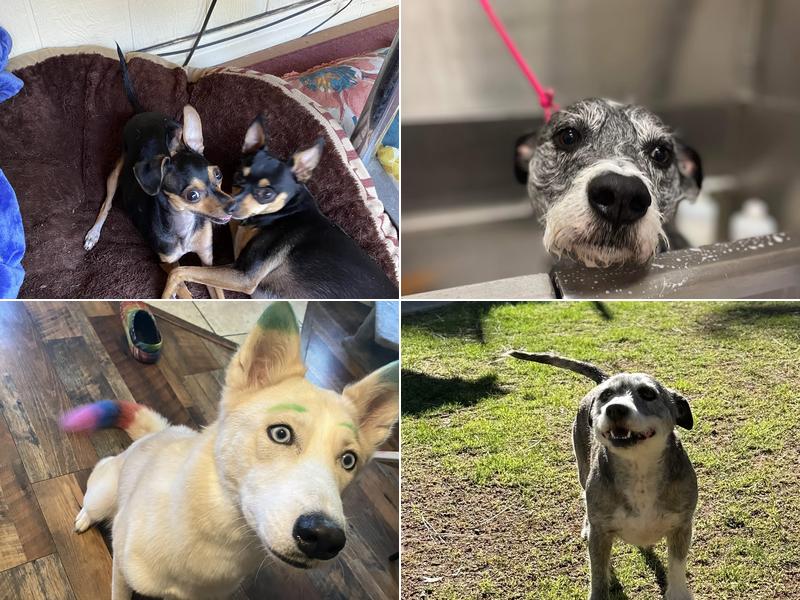 Mutts N More Pet Grooming LLC