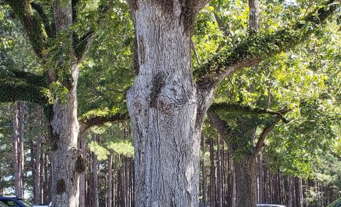 Dixie Trap & Gun Club Mathews