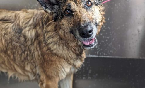 Stay Dog Grooming 799 Juliana Dr Unit b, Woodstock Ontario N4V 1A2