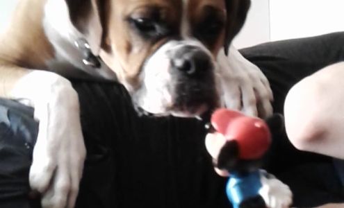 Chico - Boutique d'animaux | Beloeil Beloeil