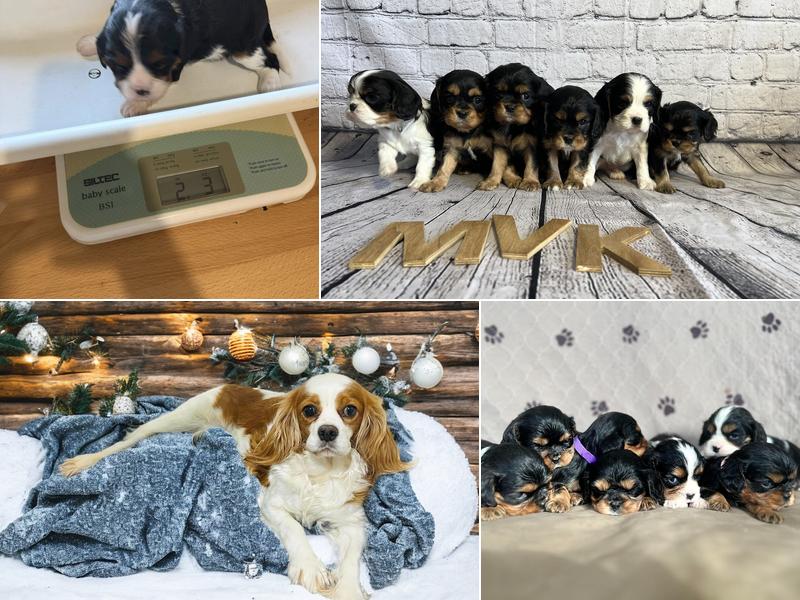 Maple Valley Kennels