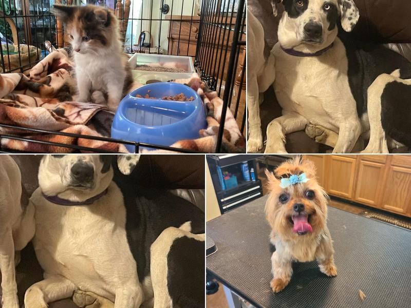 Pet Haven Country Inn