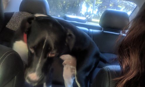 Turkey Creek Boarding Kennels 2726 Crane Ave, Elk Horn Iowa 51531