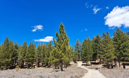 Crestview Rest Area Mammoth Lakes