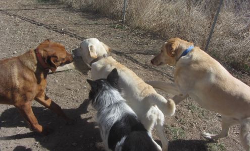 The Yawning Dog Ranch