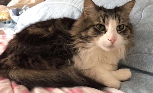 Eva Burrell Animal Shelter Manistique