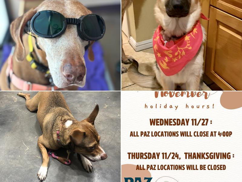 Paz Veterinary North