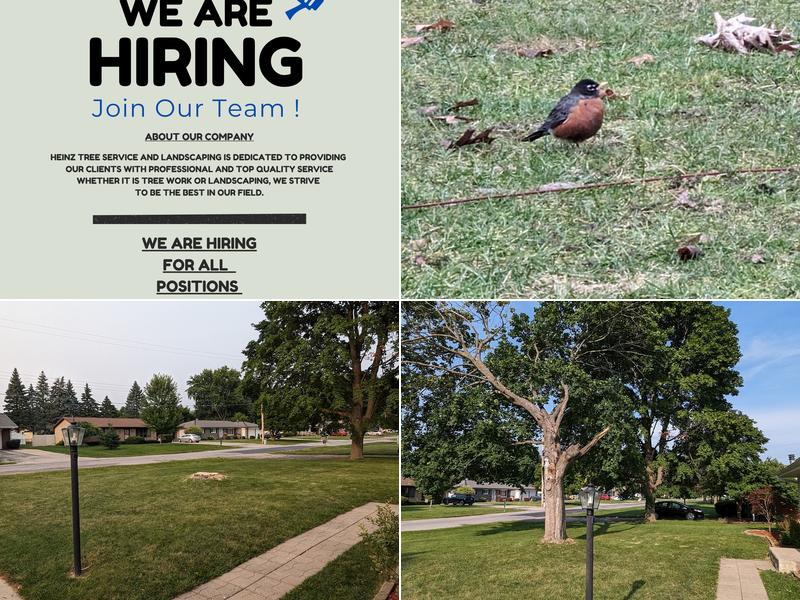 Britt Heinz Tree Services