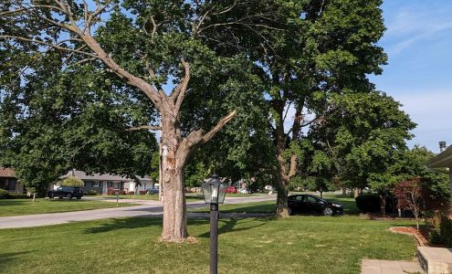 Britt Heinz Tree Services